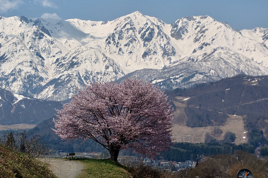 雪峰と桜、生命息づく春の訪れ
